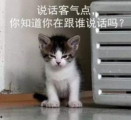 吃瓜娱乐的喵哥是谁啊图片,吃瓜娱乐界的神秘喵星人